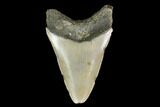 Fossil Megalodon Tooth - North Carolina #130032-1